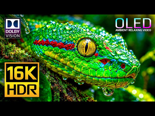 Ultimate OLED Display Test | 16K HDR 120 fps Dolby Vision | 4K Video • 8K Video ULTRA HD TV