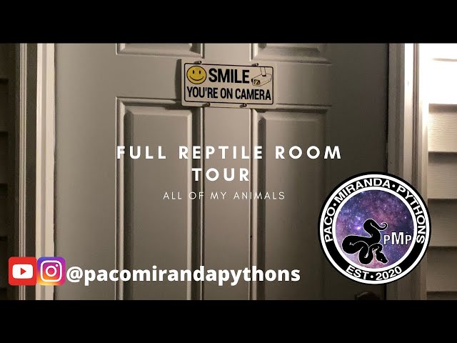 Full Reptile Room Tour (All Of My Ball Pythons)