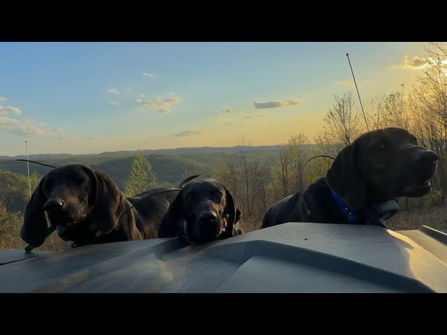 More Spring Bear Chases With My Hounds!