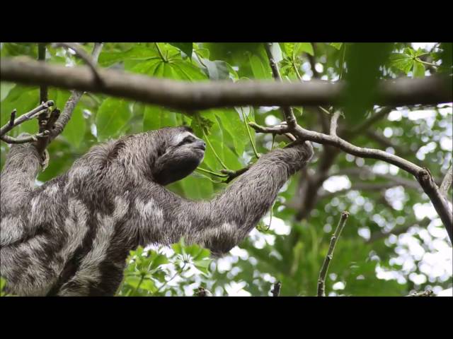 Así funcionan nuestros pasos de fauna