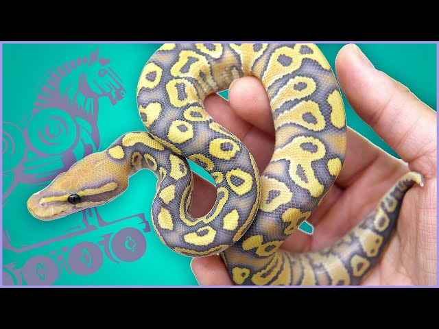 Trojan Desert Ghost Reveal -- Even BETTER Than I Dreamed! | #Hetflix 109