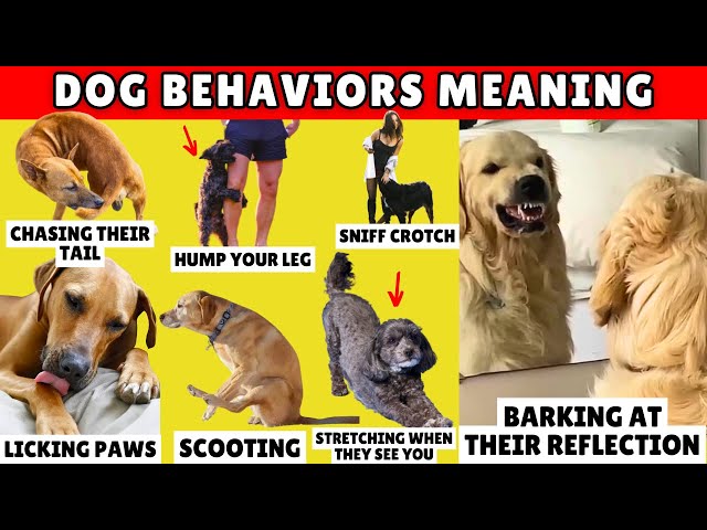 60 Strange Dog Behaviors Finally Explained