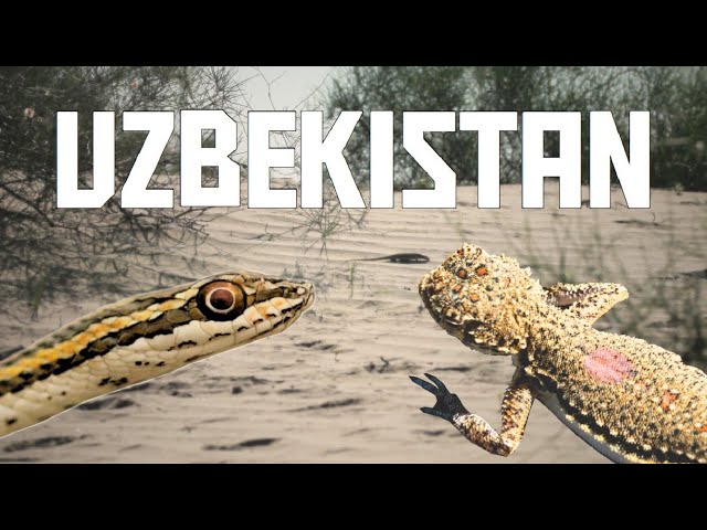 Searching for Reptiles in Uzbekistan! - Endemic Agamas, Beautiful Snakes and Monitors (PART III)