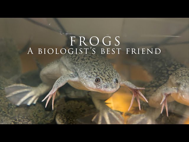 Frogs: A biologist’s best friend