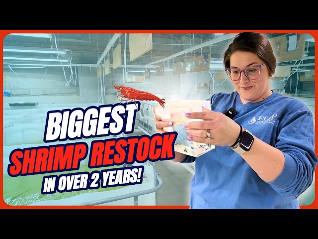 Aquarium Shrimp RESTOCK | Neocaridina & Caridina Shrimp [Weekly Walkthrough Ep. 36]