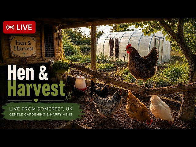 🐔 Live Chicken Cam 24/7 | Hens, Garden & Wildlife in Somerset