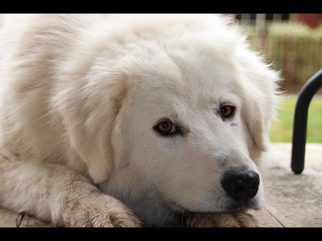 Consejos de cuidado para un Pastor de Maremma