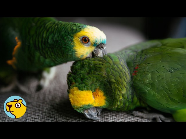 84-Year-Old Parrot Finds a Best Friend and Starts Living Again