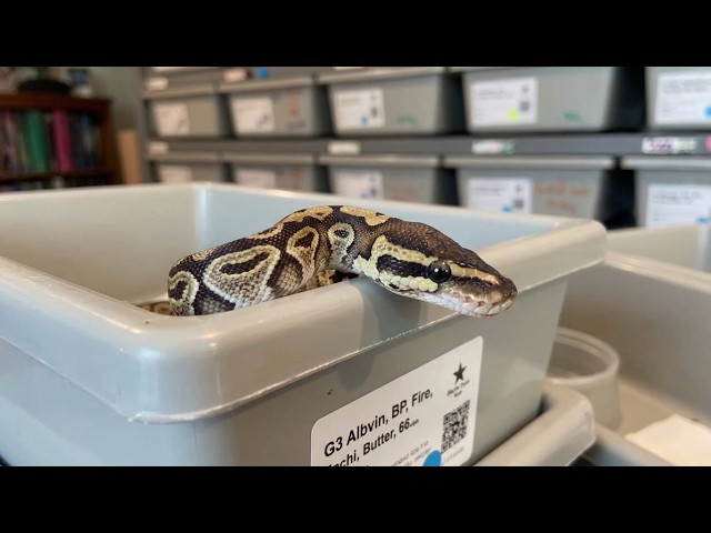 We hit the Python We Wonted! Clutch #3 Update! 2026, 8 Amazing Chances at Het Monsoon Snakes.