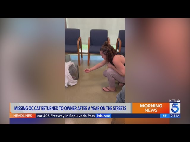 Emotional reunion between owner and beloved cat
