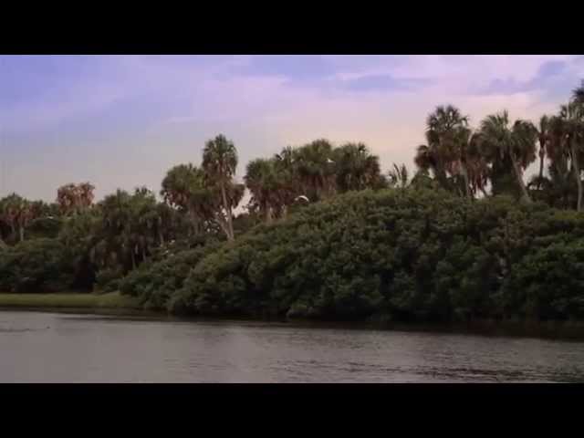 Earthfiles News July 10, 2015 - Bird Disappearance Mystery At Seahorse Key, Florida