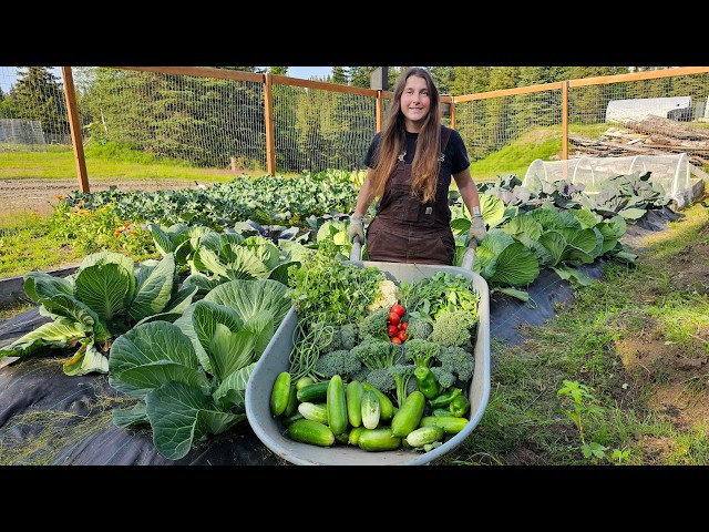 Our First BIG Harvest of the Season | Mid-Summer Alaskan Garden Tour