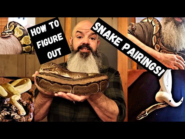 What Should I Pair With My Ball Python: How To Plan Breeding