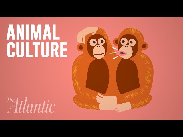 What Explains Bizarre Animal Behavior?