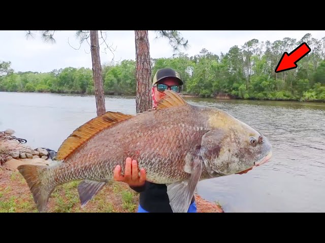 Big Black Drum Catch, Clean, & Cook Like Never Before!