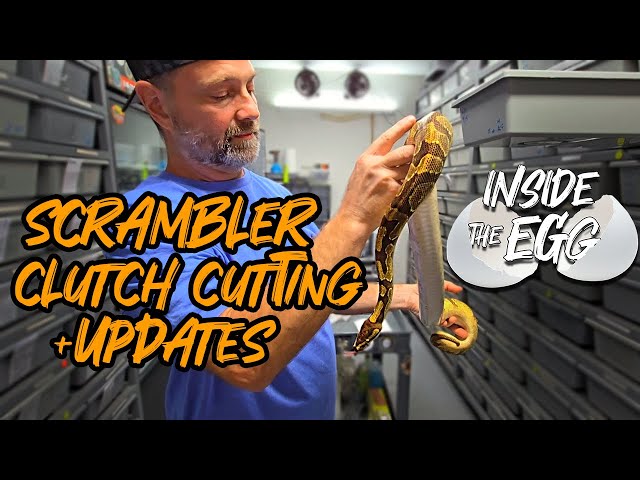 Scrambler Clutch Cutting + UPDATES | Inside the Egg 10