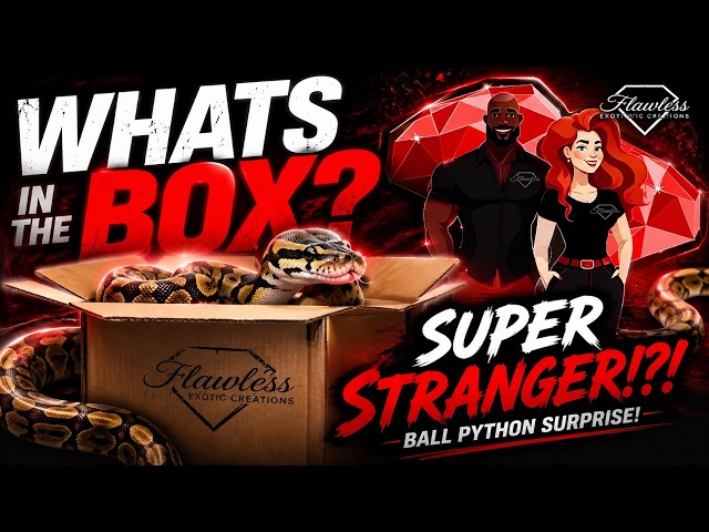 WHAT’S IN THE BOX?! Black Head Fire Stranger × Lesser Stranger Clutch Reveal!