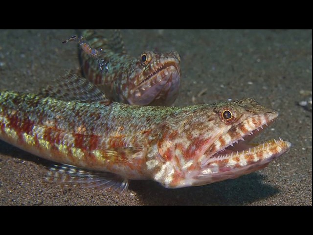 Facts: The Lizardfish
