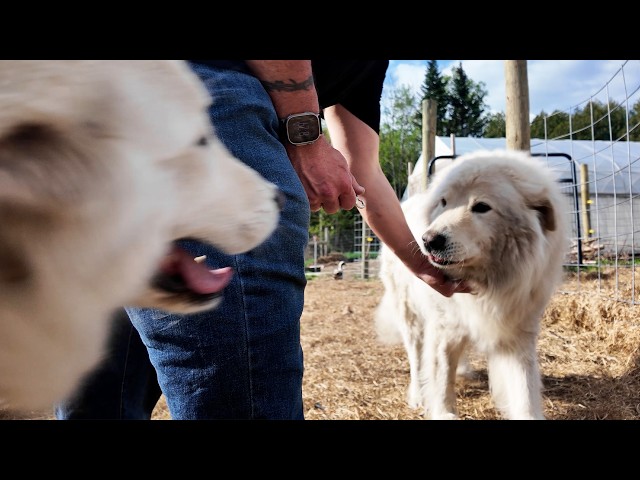 From Filthy to Fluffy: My Farm Dog's Spring Makeover