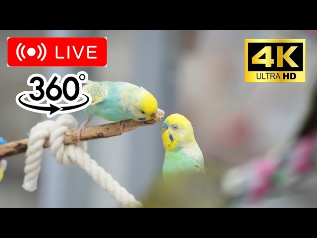小鳥専門店の放鳥ライブ配信（360°/4K）　bird,parakeet,live