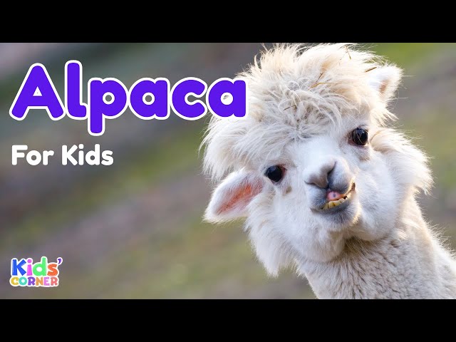 Alpaca for Kids | Facts About Alpaca | Learn About Alpaca | Animals For Kids
