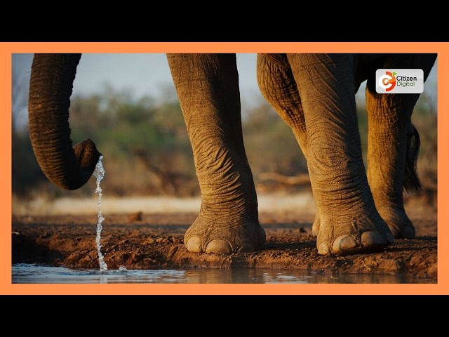 Cyanide poisoning killed 15 Amboseli elephants, KWS says