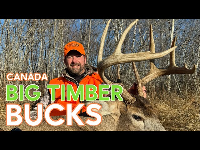 Hunting Big Timber Canadian Bucks