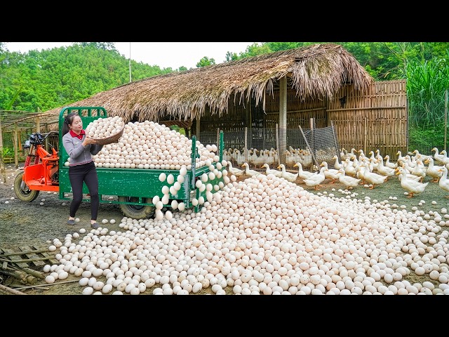 Harvesting Over 1500+ Duck Eggs from the Farm Ducks – Use Truck To Transport Sell in the Village