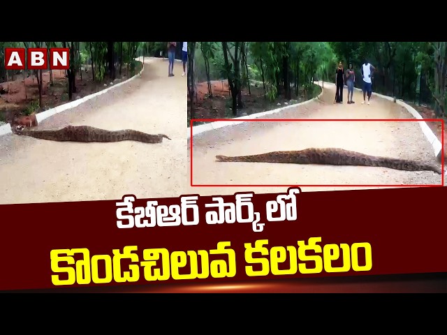 కేబీఆర్ పార్క్ లో కొండచిలువ కలకలం | Python Spotted At KBR Park | ABN Telugu