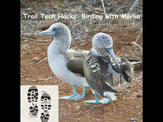 Trail Tech Hacks: Birding with Merlin