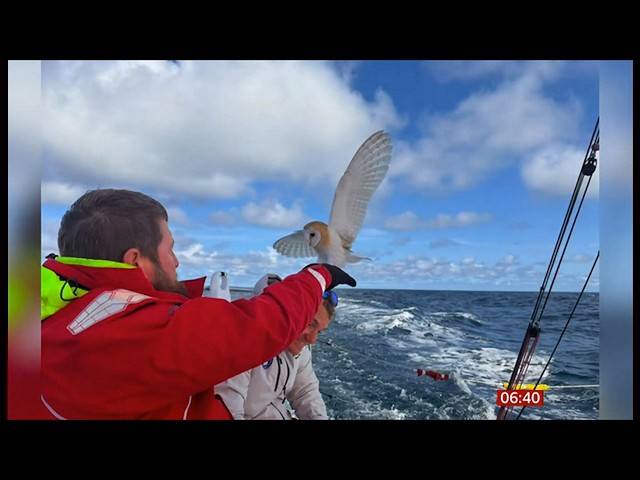 Barn owl rescued 70 miles out to sea by army sailing team (UK) 21/Aug/2026