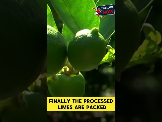 Lime Farming & Processing Technology#food #factory #farmer #farming  #lime