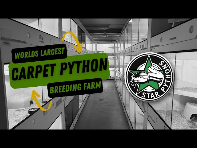 StarPythons Facility Tour 2025 - Inside the worlds largest CARPET PYTHON breeding farm