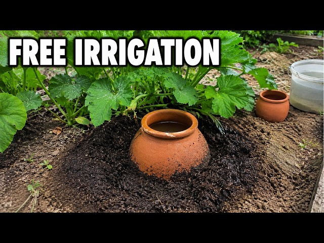 Build This $0 Automated Irrigation System (No Electricity Needed)