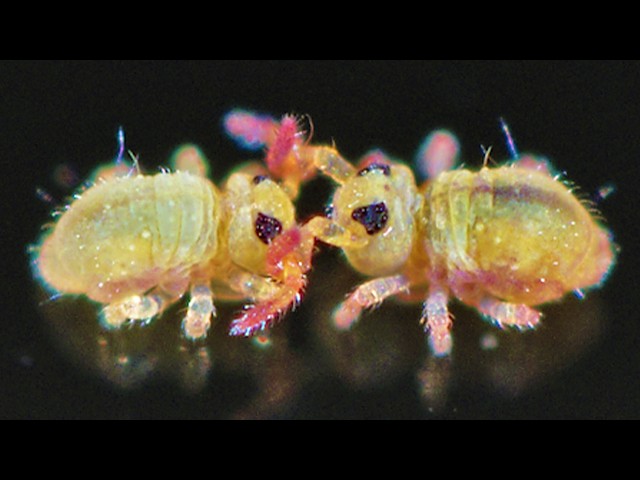 The Most ETHICAL Bugs Of All Time