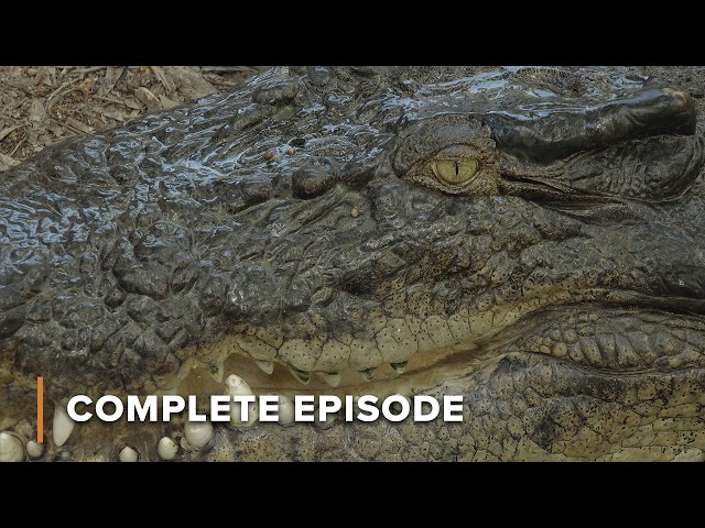 Ancient Killers: Crocodiles With Skull-Crushing Power | Secrets of Wild Australia 103