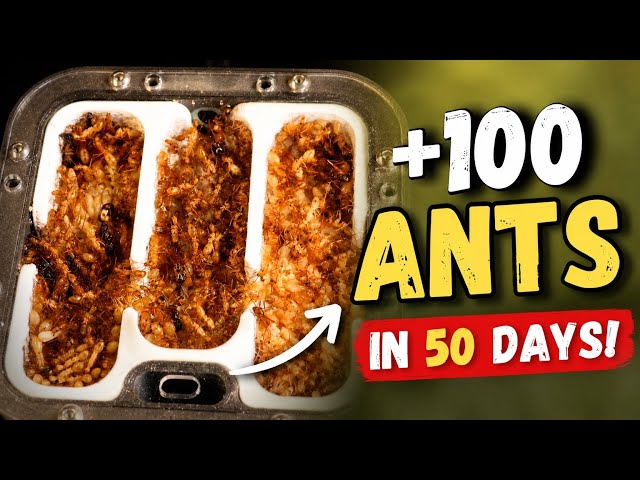 My ant colony DOUBLED in size in 50 days!
