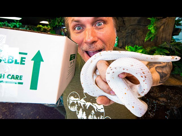 UNBOXING MY DREAM CORNSNAKES!! | BRIAN BARCZYK