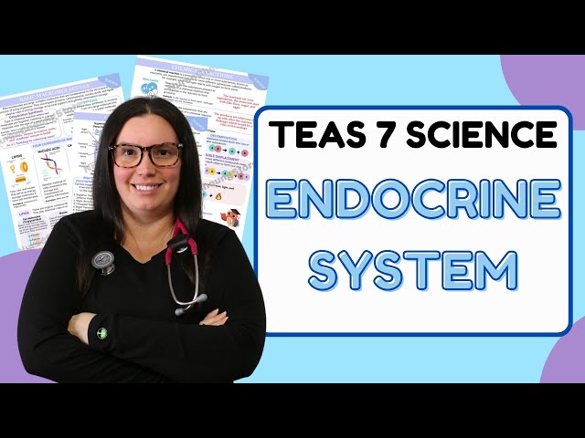 2025 ATI TEAS 7 Science Anatomy and Physiology Endocrine System with Nurse Cheung