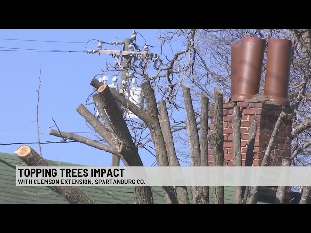 Instead of tree topping, here are ways to groom your trees