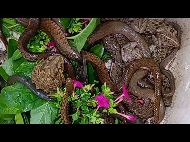 The beauty of some friendly snake species; easy and cute pet snake care.
