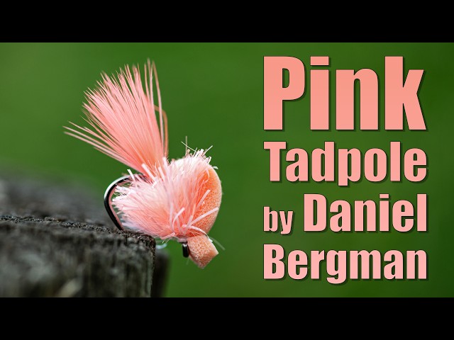 Pink Tadpole - Daniel Bergman