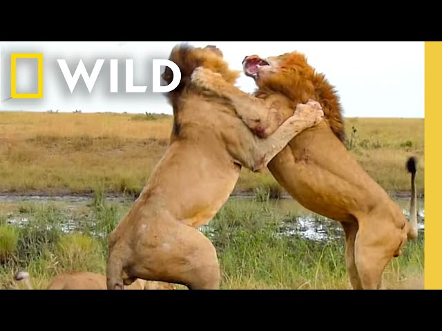 🔴 LIVE: Nature's Savage Battles for Survival | Animal Fight Night FULL EPISODES | Nat Geo Animals