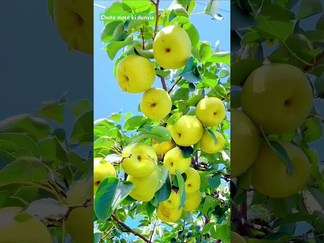 beautiful apple #shortsfeed #aikids #aiforkids #shorts