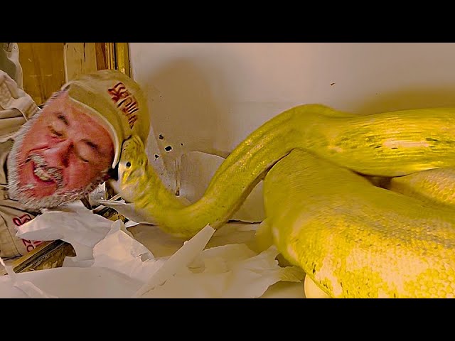 Top 5 Giant Snake Attacks 😳🐍