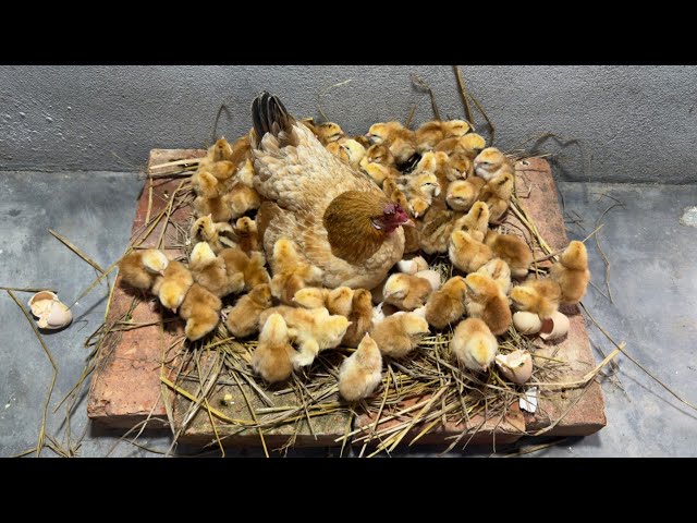 beautiful Broody Hen Egg Hatches many Chicks 🐣🐥Amazing Backyard Chicken Story