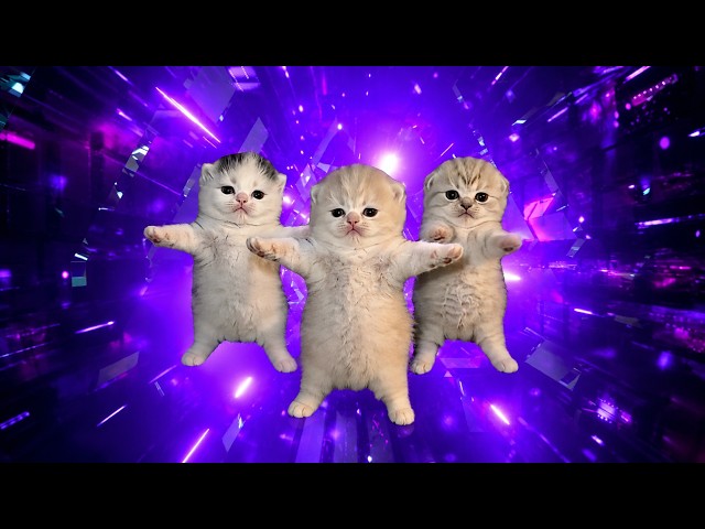 Three Kittens dancing to Bemax - Basin Boret / Pasing Goreng [AMV]