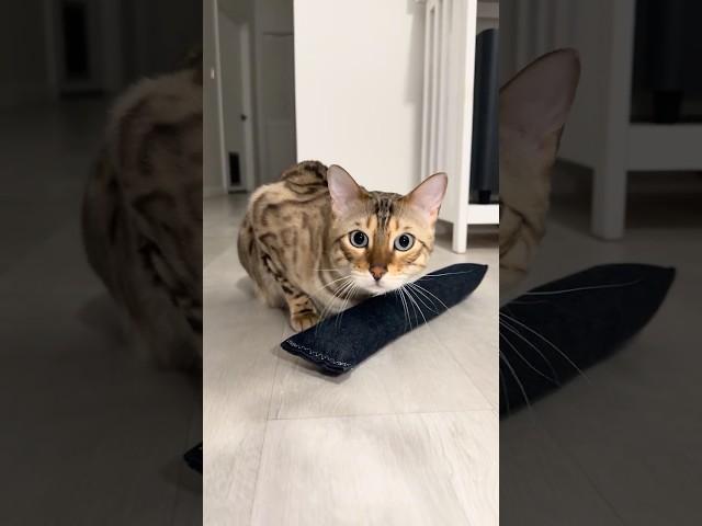 Look Into My Eyes Meow! Hypnotizing LoFi Bima Gato Beats: Be Relaxed Meow! 😻🔮 #catshorts