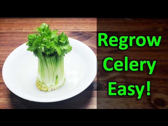 How To Regrow Celery From Celery