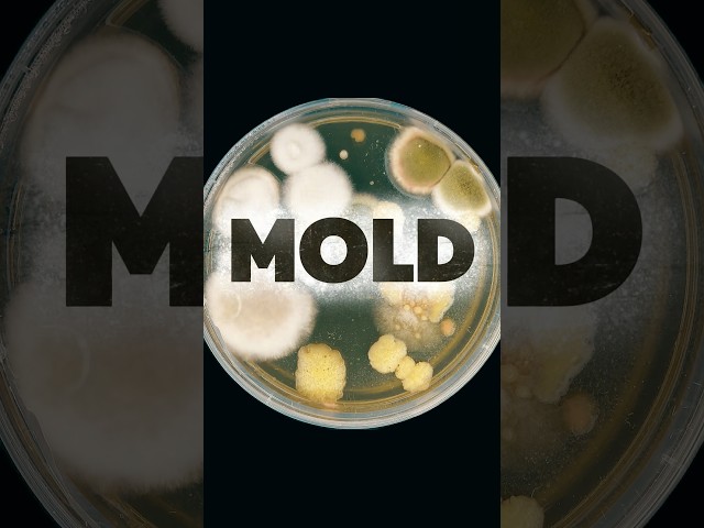 How can I test for MOLD? #ad #mold #stepbystep #science #microbiology